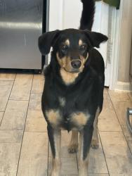 Found/Stray Male Dog last seen Found near Champion Village Drive, Conroe, TX 77303
