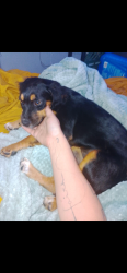 Lost Female Dog last seen Hoffman,nc, Hoffman, NC 28347