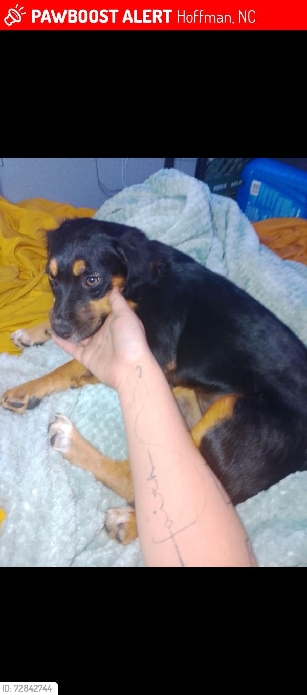 Lost Female Dog last seen Hoffman,nc, Hoffman, NC 28347