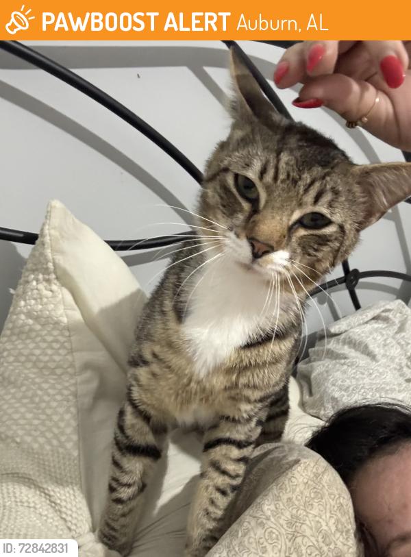 Found/Stray Male Cat last seen Moors Mill and East Samford, Auburn, AL 36830