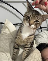 Found/Stray Male Cat last seen Moors Mill and East Samford, Auburn, AL 36830