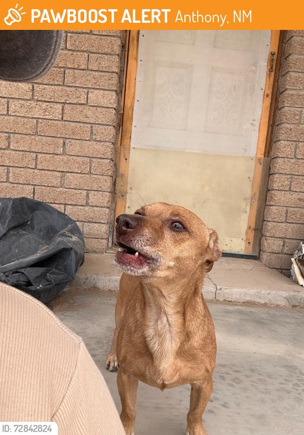 Found/Stray Male Dog last seen Washing Dtree and Boone Circle, Anthony, NM 88021
