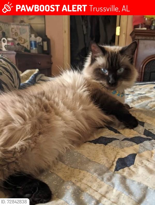 Lost Female Cat last seen Queenstown Rd and Birch Street, Trussville, AL 35173