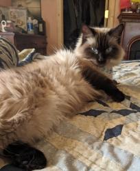 Lost Female Cat last seen Queenstown Rd and Birch Street, Trussville, AL 35173