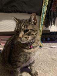 Lost Male Cat last seen Red Hot Battery/Liquor, Cleveland, TN 37311