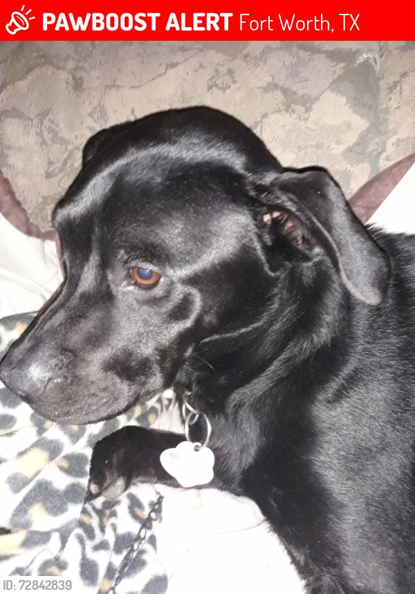 Lost Male Dog last seen S.main bidison, Fort Worth, TX 76106
