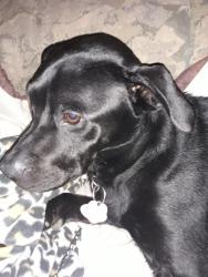 Lost Male Dog last seen S.main bidison, Fort Worth, TX 76106
