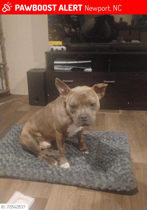 Lost Male Dog last seen Tom Mann Rd, Newport, NC 28570