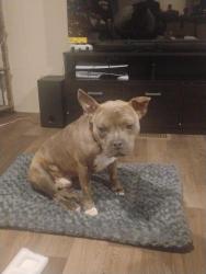 Lost Male Dog last seen Tom Mann Rd, Newport, NC 28570