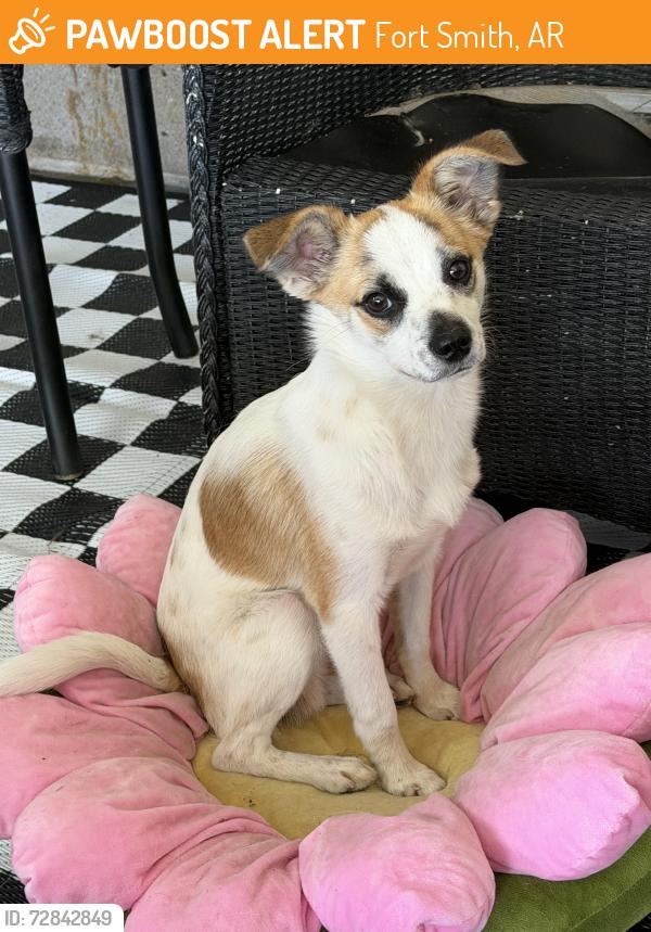 Found/Stray Male Dog last seen north 14th street, Fort Smith, AR 72901
