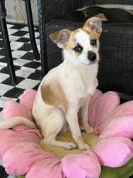 Found/Stray Male Dog last seen north 14th street, Fort Smith, AR 72901