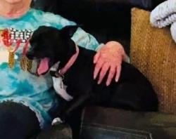 Lost Male Dog last seen E Rogers street, Arlington, TX 76011