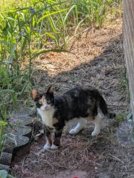 Found/Stray Unknown Cat last seen Near Martinez Church of Christ , Augusta, GA 30907