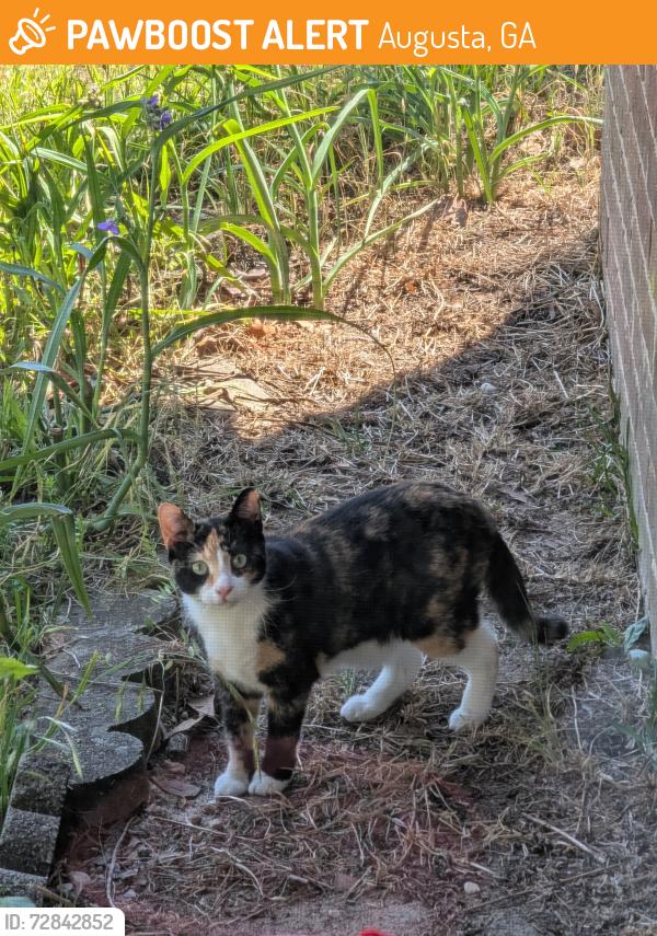 Found/Stray Unknown Cat last seen Near Martinez Church of Christ , Augusta, GA 30907