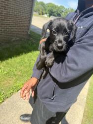Found/Stray Male Dog last seen Parkway pl Clarksville tn 37042, Clarksville, TN 37042