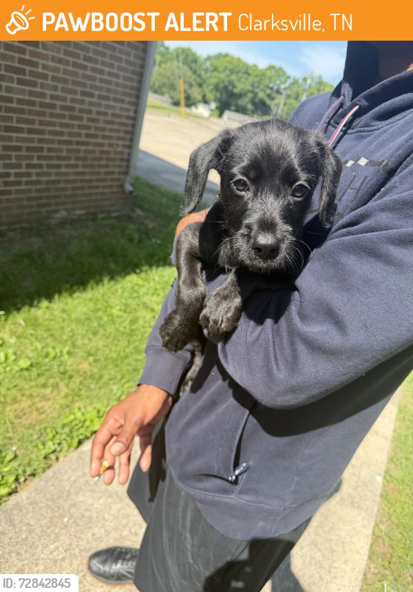 Found/Stray Male Dog last seen Parkway pl Clarksville tn 37042, Clarksville, TN 37042