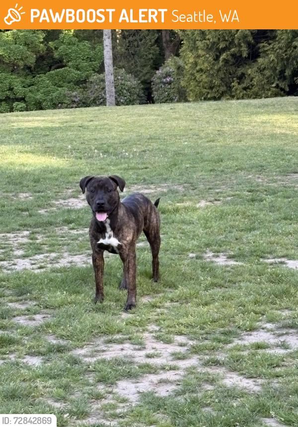 Found/Stray Male Dog last seen Volunteer Park Playfield, Seattle, WA 98102