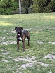 Found/Stray Male Dog last seen Volunteer Park Playfield, Seattle, WA 98102