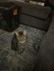 Lost Female Cat last seen Near Pine Needles Rd and Texas Rd , Florence, SC 29501