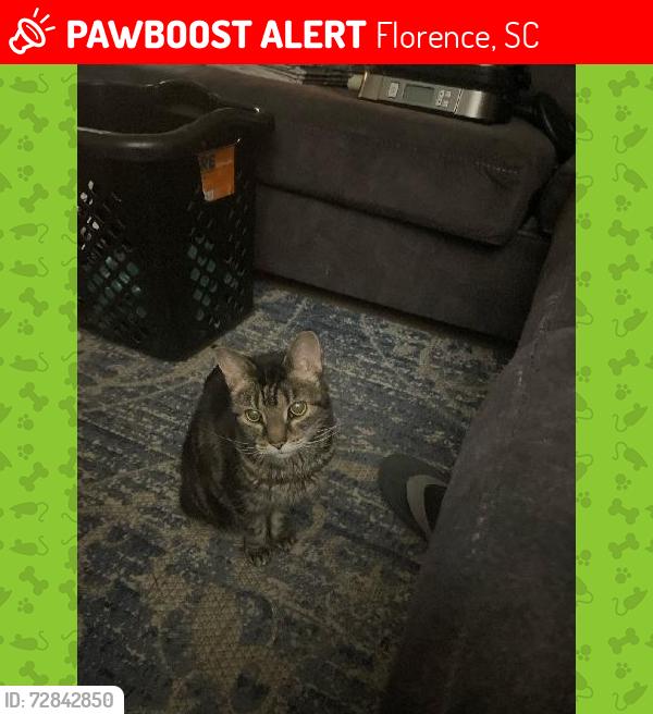 Lost Female Cat last seen Near Pine Needles Rd and Texas Rd , Florence, SC 29501