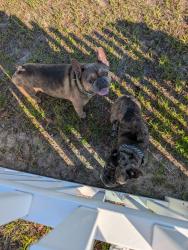 Found/Stray Male Dog last seen E Connect and N. Clements, in Northridge Community, Citrus Hills, FL 34442
