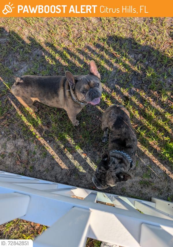 Found/Stray Male Dog last seen E Connect and N. Clements, in Northridge Community, Citrus Hills, FL 34442