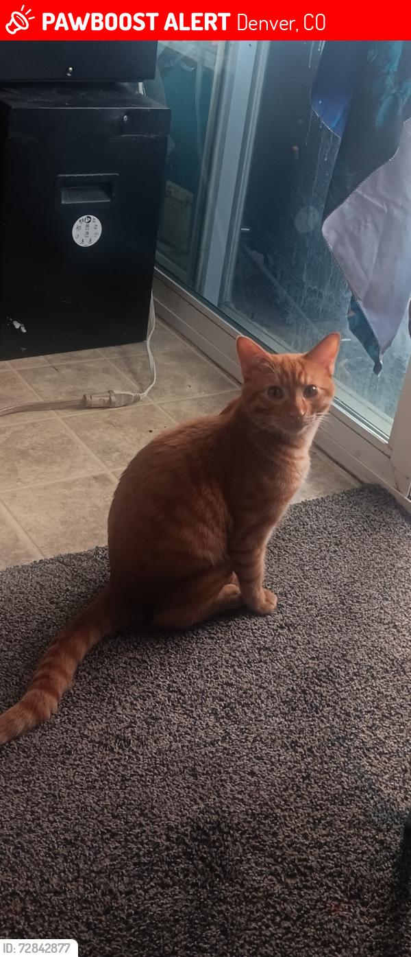 Lost Male Cat last seen Near or 13 and corona , Denver, CO 80218