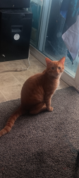 Lost Male Cat last seen Near or 13 and corona , Denver, CO 80218