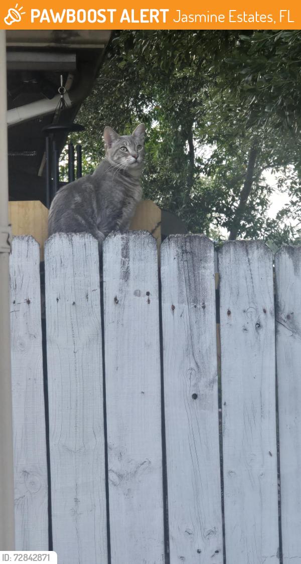Found/Stray Male Cat last seen mapleton lane, Jasmine Estates, FL 34668