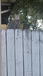 Found/Stray Male Cat last seen mapleton lane, Jasmine Estates, FL 34668