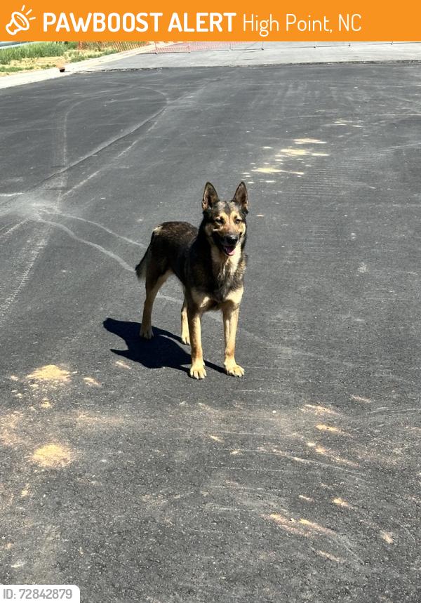 Found/Stray Male Dog last seen Spotted just past the new Ecolab warehouse on Gallimore Dairy Road. Appeared to be healthy. Would not let me get close, walked off in to the woods nearby., High Point, NC 27265