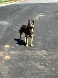 Found/Stray Male Dog last seen Spotted just past the new Ecolab warehouse on Gallimore Dairy Road. Appeared to be healthy. Would not let me get close, walked off in to the woods nearby., High Point, NC 27265