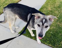 Found/Stray Male Dog last seen Brookhurst + Cerritos , Anaheim, CA 92804