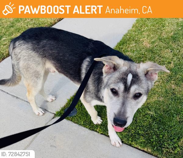 Found/Stray Male Dog last seen Brookhurst + Cerritos , Anaheim, CA 92804