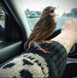 Lost Female Bird last seen San Antonio and sixth , Ontario, CA 91762
