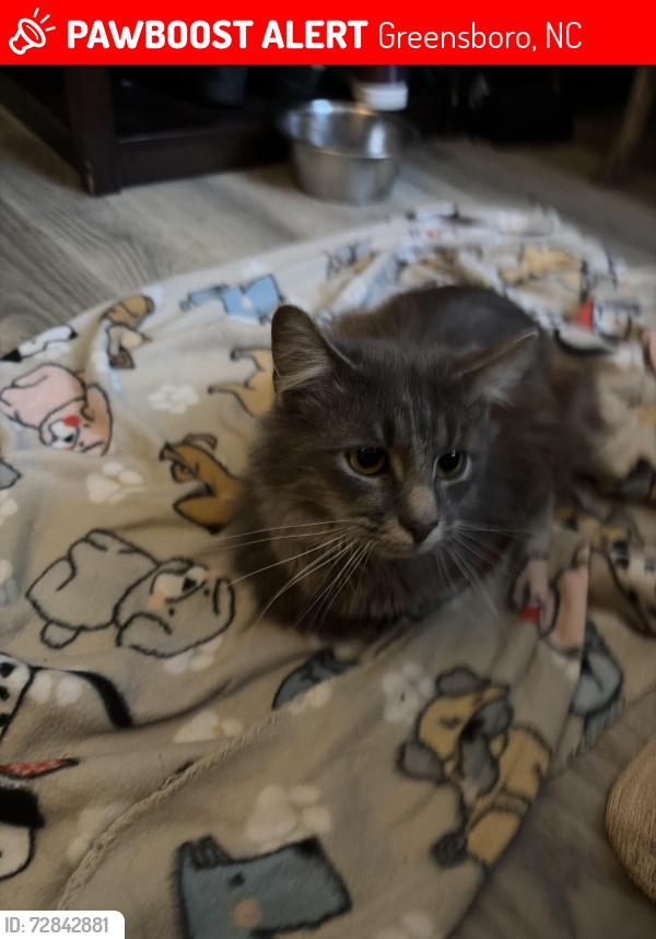 Lost Male Cat last seen Carolina wood’s apmts, Greensboro, NC 27405