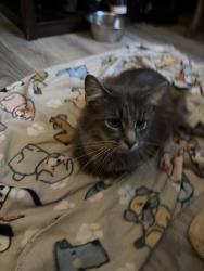 Lost Male Cat last seen Carolina wood’s apmts, Greensboro, NC 27405