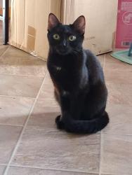 Lost Female Cat last seen Terry Sanford, Fayetteville, NC 28303