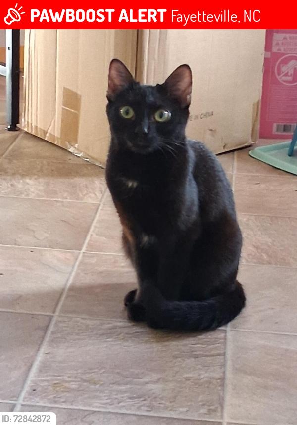 Lost Female Cat last seen Terry Sanford, Fayetteville, NC 28303
