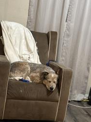 Lost Male Dog last seen 7/11, Waco, TX 76705