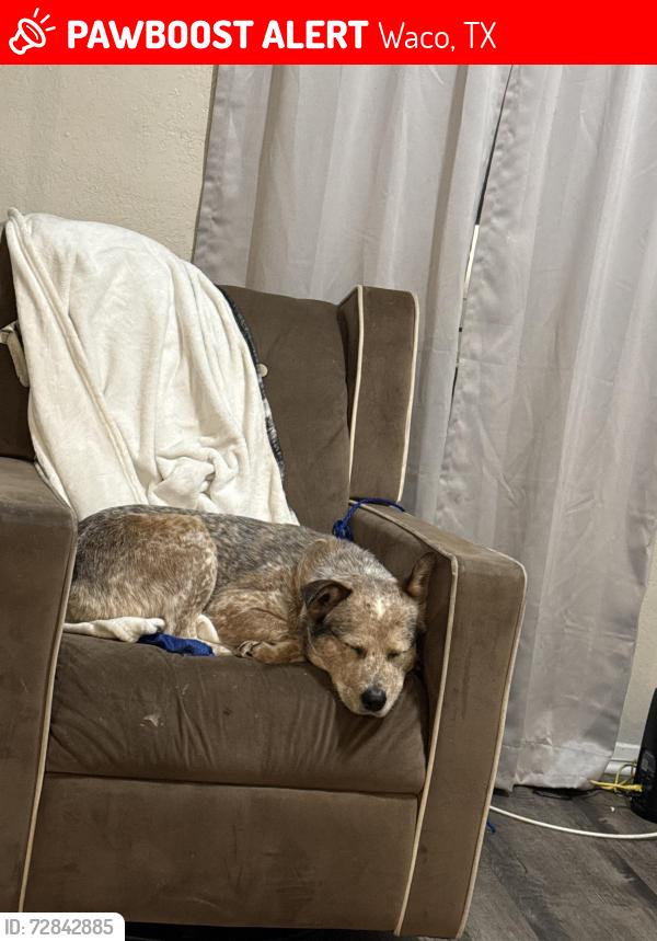 Lost Male Dog last seen 7/11, Waco, TX 76705