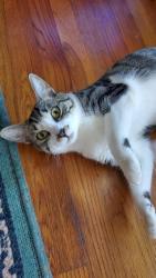 Lost Female Cat last seen Near Freedman Drive Norwalk CT,, Norwalk, CT 06854