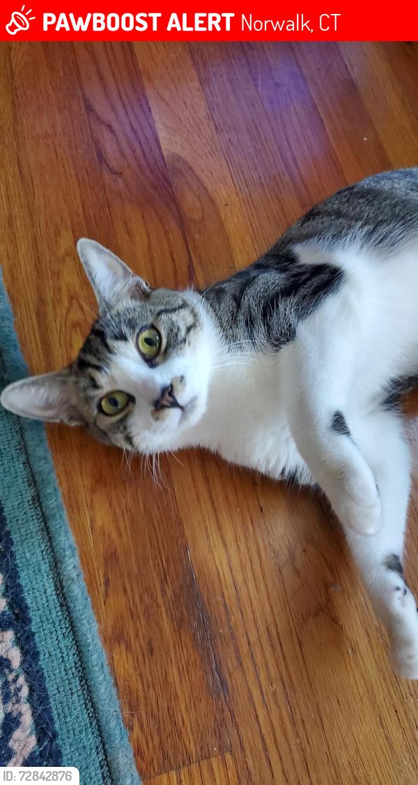 Lost Female Cat last seen Near Freedman Drive Norwalk CT,, Norwalk, CT 06854
