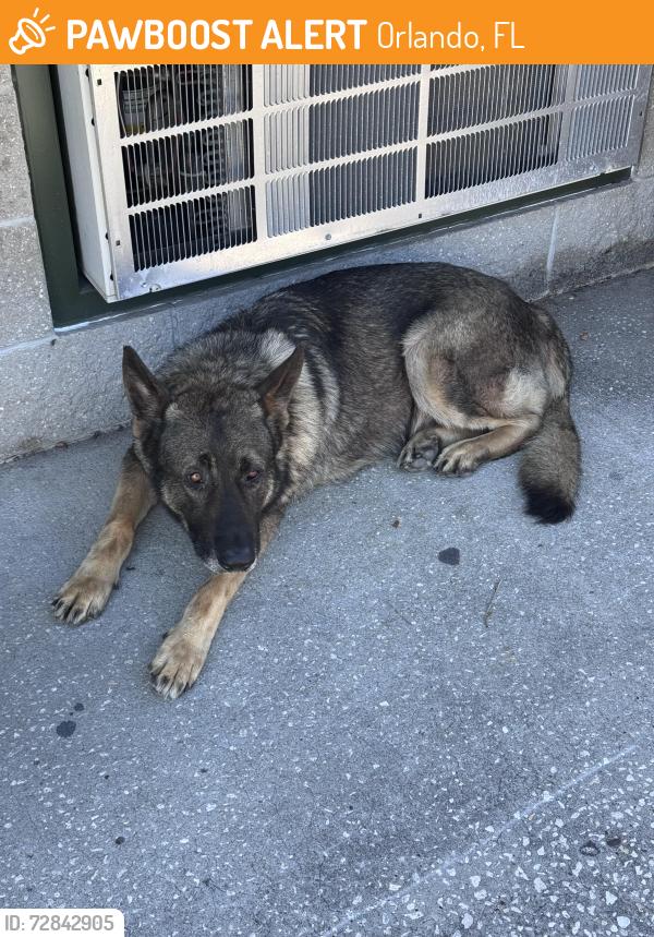 Found/Stray Male Dog last seen Jmt industrial drive , Orlando, FL 32810