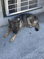 Found/Stray Male Dog last seen Jmt industrial drive , Orlando, FL 32810