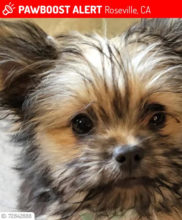 Lost Male Dog last seen Near Kingswood drive autumn oaks apt, Roseville, CA 95678