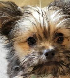 Lost Male Dog last seen Near Kingswood drive autumn oaks apt, Roseville, CA 95678