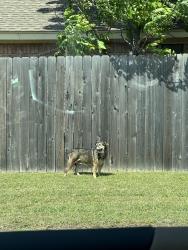 Found/Stray Unknown Dog last seen Packard rd, Arlington, TX 76017