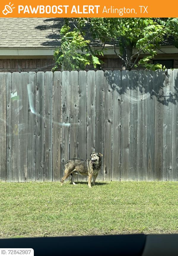 Found/Stray Unknown Dog last seen Packard rd, Arlington, TX 76017