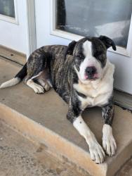 Found/Stray Male Dog last seen Santa fe and charter oak, Logan County, OK 73025
